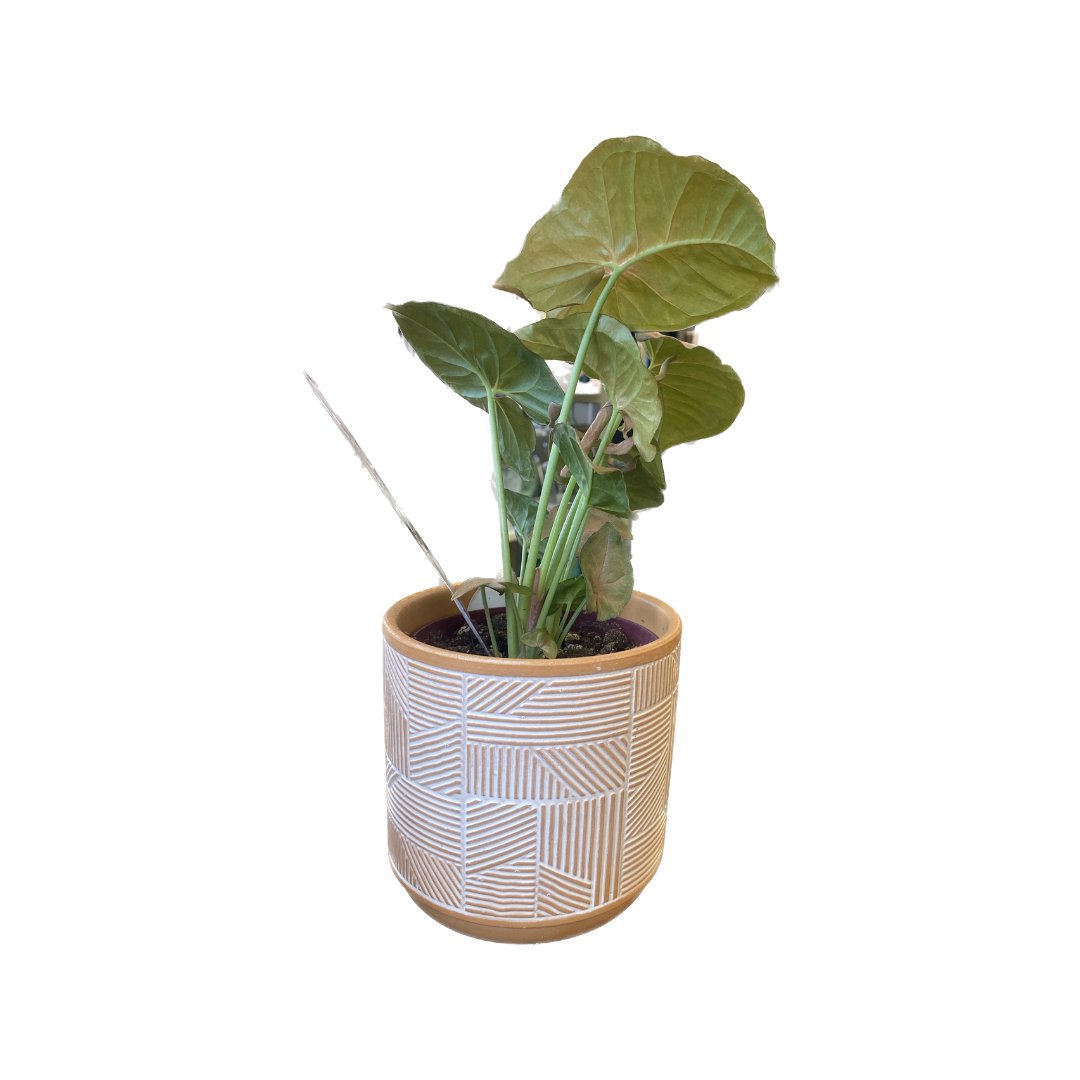 Assorted Foliage with Petite Lino Pot - HER Home Design Boutique