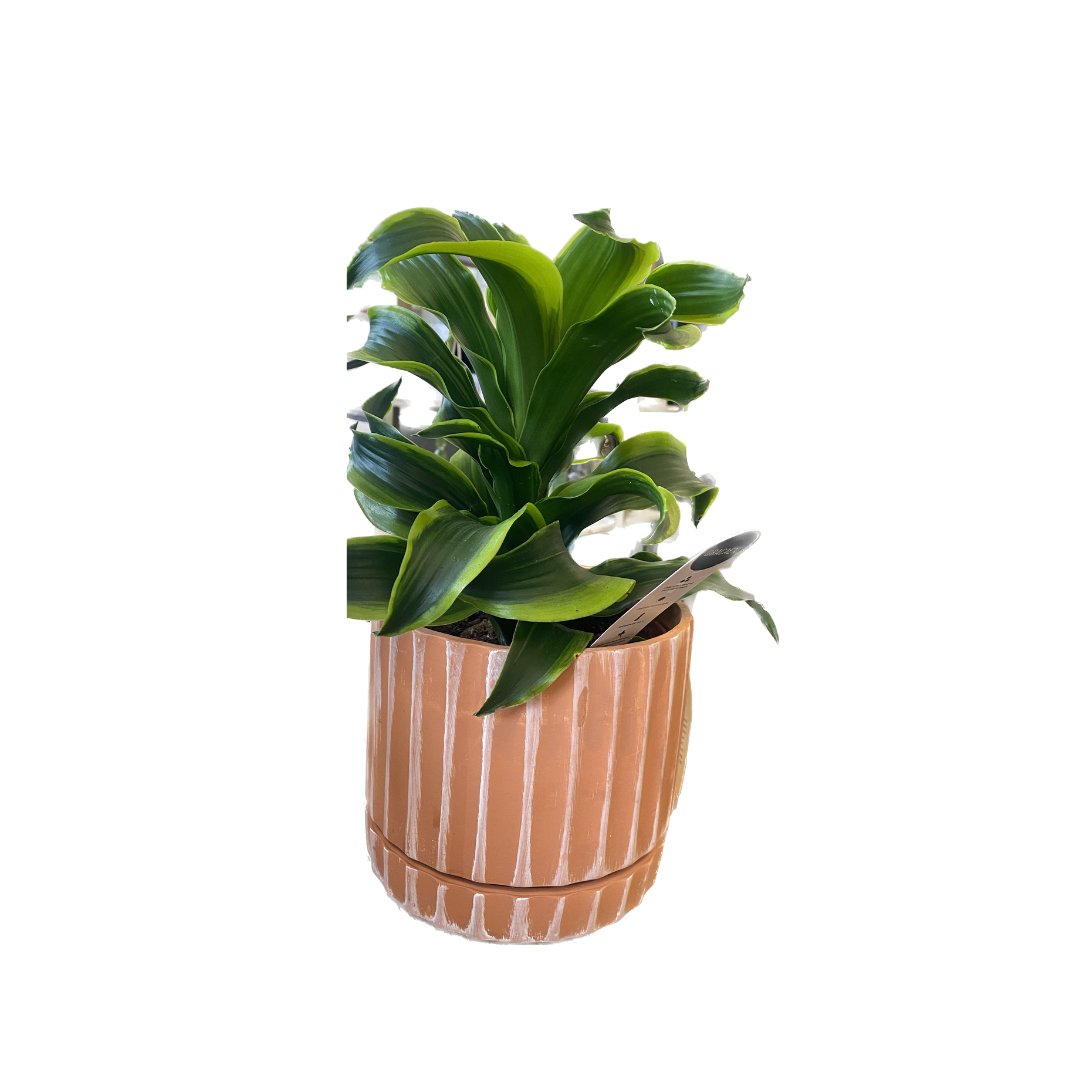 Dracaena with Mason Pot - HER Home Design Boutique