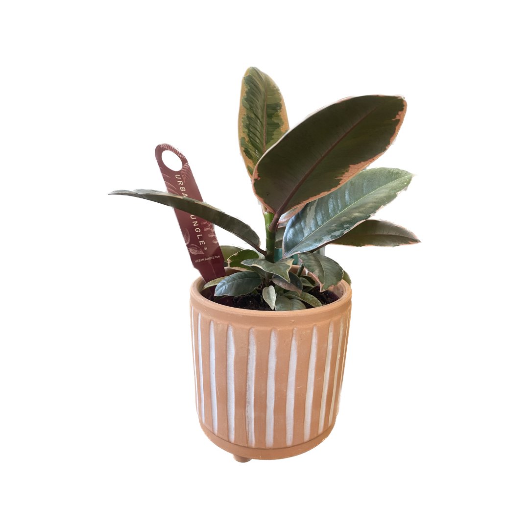 Ficus with Petite Sgraffito Pot - HER Home Design Boutique