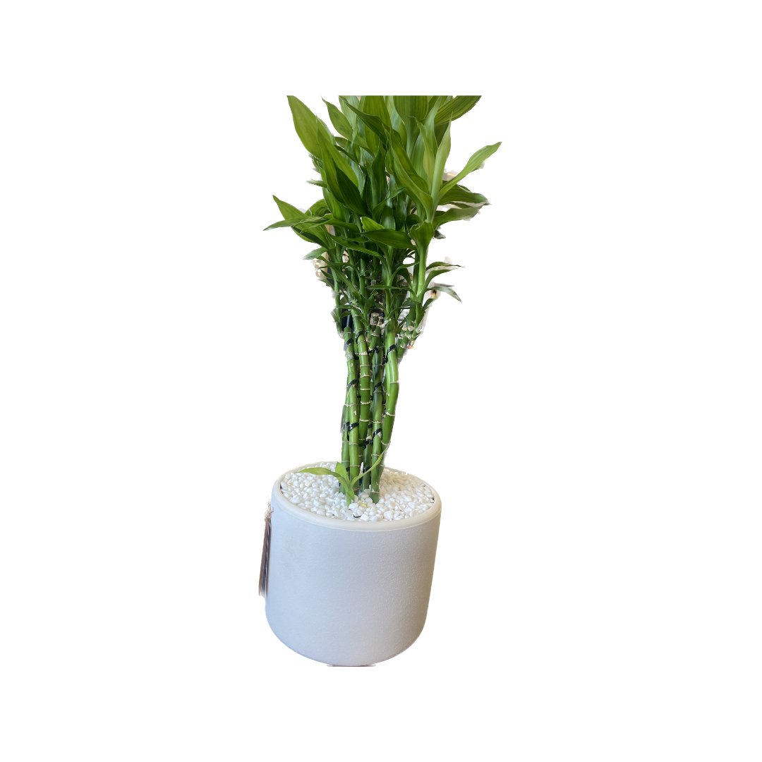 Mindful with Bamboo Trellis and Solid Color Pot - HER Home Design Boutique