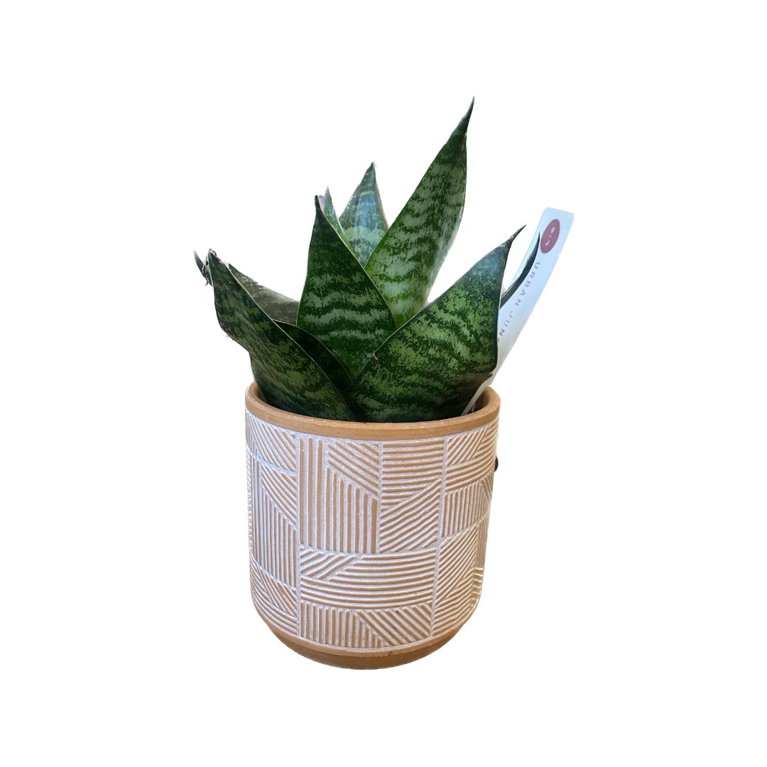 Sansevieria SP. with Petite Lino Pot - HER Home Design Boutique